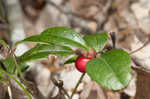 Eastern teaberry <BR>Wintergreen